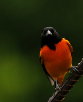 Baltimore oriole (male)