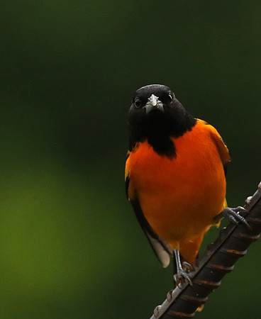 Baltimore oriole (male)