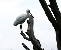Laikipia