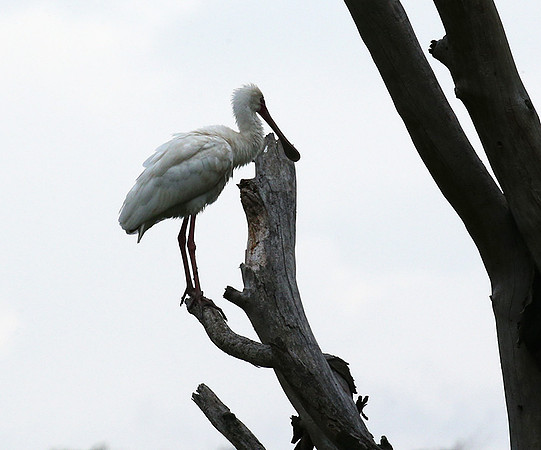 Laikipia
