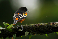 Baltimore oriole (male)