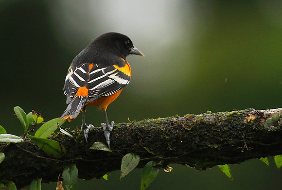 Baltimore oriole (male)
