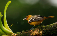 Baltimore oriole - Female