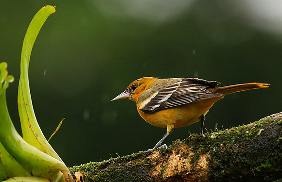 Baltimore oriole - Female