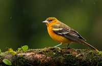 Baltimore oriole - Female