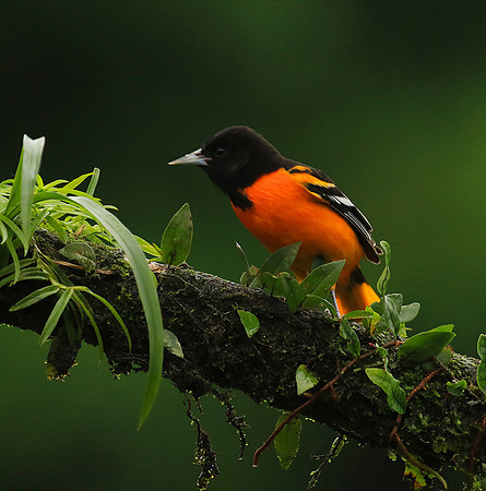 Baltimore oriole (male)