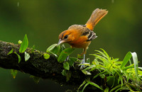 Baltimore oriole - Female