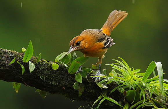 Baltimore oriole - Female