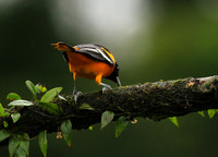 Baltimore oriole (male)