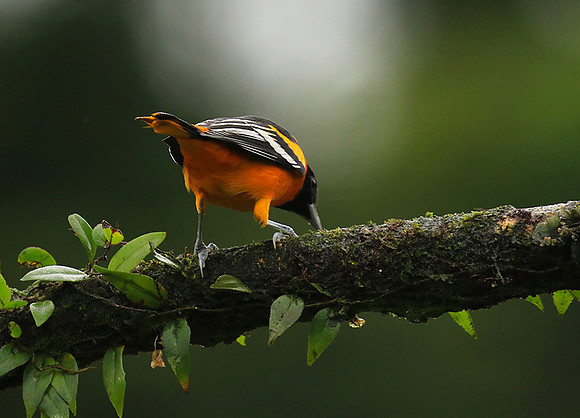 Baltimore oriole (male)