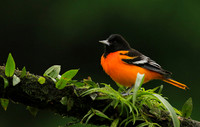 Baltimore oriole (male)