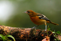Baltimore oriole - Female
