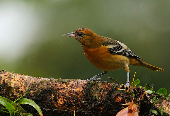 Baltimore oriole - Female