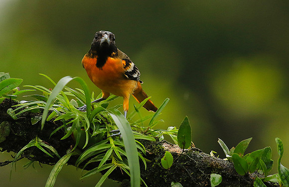 Baltimore oriole (male)