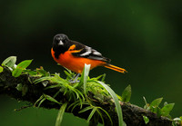 Baltimore oriole (male)