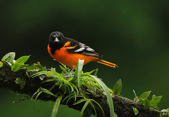 Baltimore oriole (male)