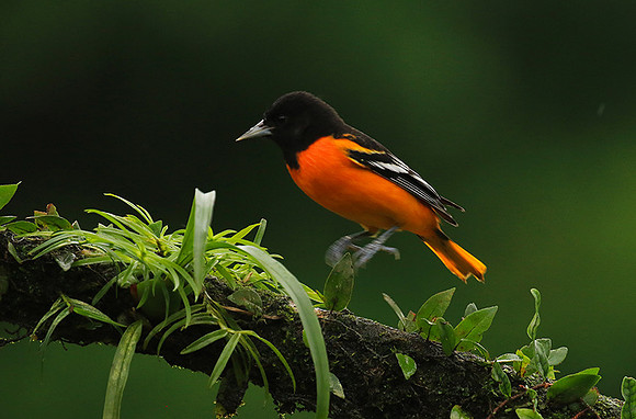Baltimore oriole (male)