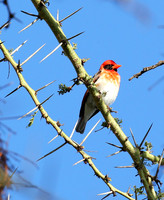 Red-headed weaver - Laikipia