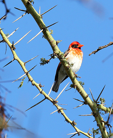 Red-headed weaver - Laikipia