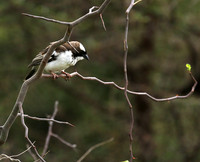 White-browed sparrow weaver - Amboseli National Park
