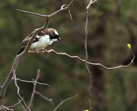 White-browed sparrow weaver - Amboseli National Park