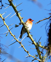 Red-headed weaver - Laikipia