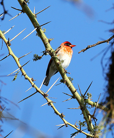 Red-headed weaver - Laikipia