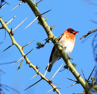 Red-headed weaver - Laikipia