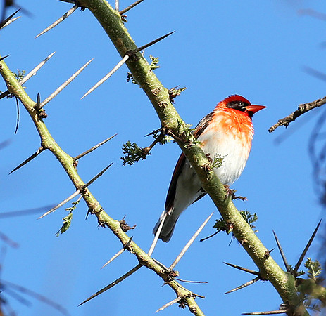 Red-headed weaver - Laikipia