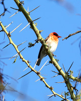 Red-headed weaver - Laikipia