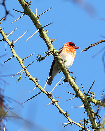 Red-headed weaver - Laikipia