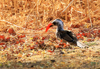 Red-billed hornbill