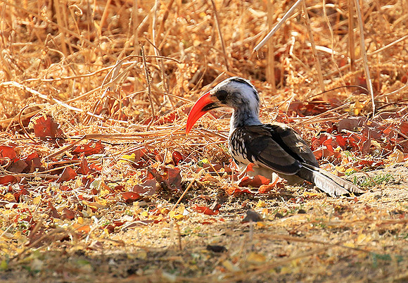 Red-billed hornbill