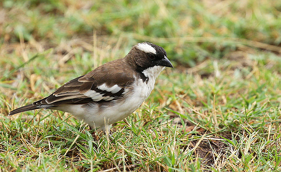 White-browed sparrow weaver - Amboseli National Park