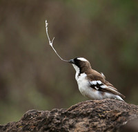 White-browed sparrow weaver - Amboseli National Park