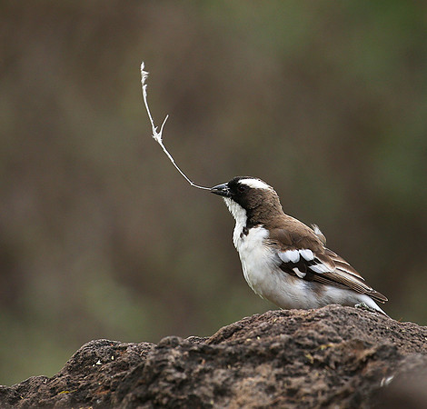 White-browed sparrow weaver - Amboseli National Park