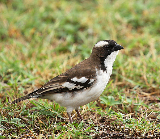 White-browed sparrow weaver - Amboseli National Park