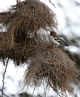 White-browed sparrow weaver - Amboseli National Park