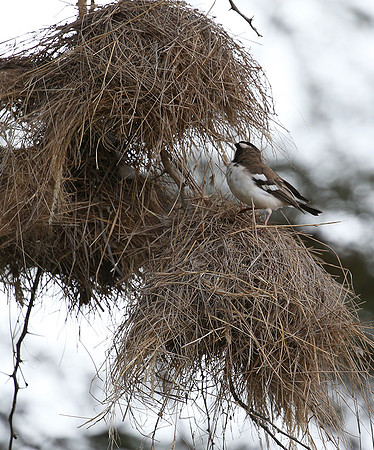 White-browed sparrow weaver - Amboseli National Park