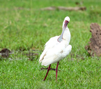 Laikipia
