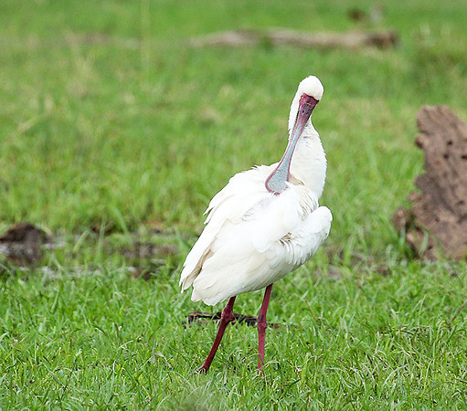 Laikipia