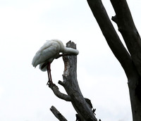Laikipia