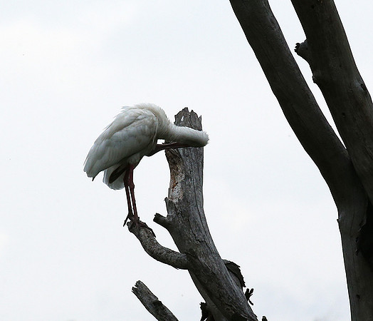 Laikipia
