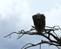 Lappet-faced vulture - Masaï Mara