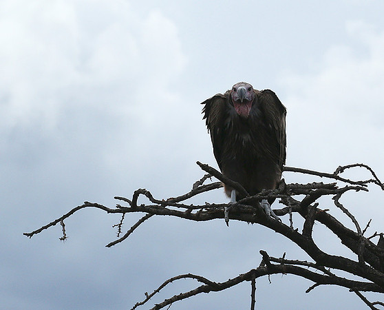 Lappet-faced vulture - Masaï Mara