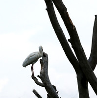 Laikipia