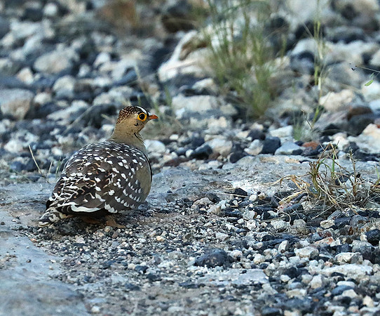 Sandgrouse - Ongava