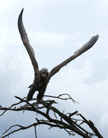 Lappet-faced vulture - Masaï Mara