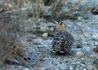 Sandgrouse - Ongava