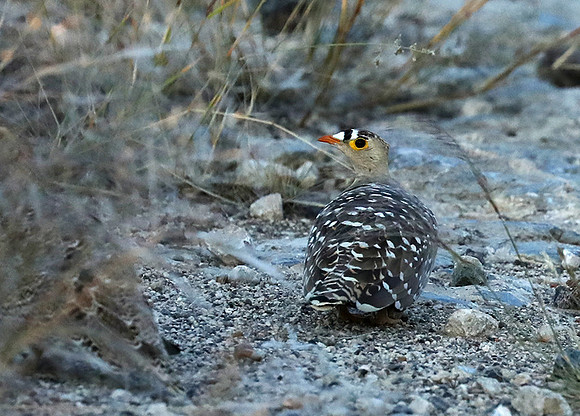 Sandgrouse - Ongava